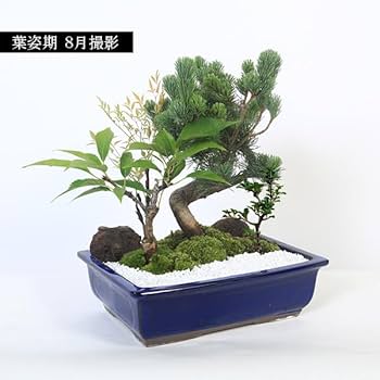 盆栽鉢 長方 青 寄せ植え 盆栽鉢 長方 青 寄せ植え